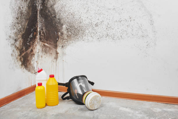 Best Office Mold Removal Services  in Fairbury, IL