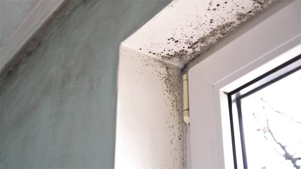 Best Home Mold Removal  in Fairbury, IL