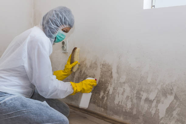 Best Mold Removal Company Near Me  in Fairbury, IL