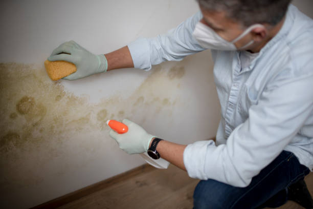 Best Local Mold Removal Service  in Fairbury, IL