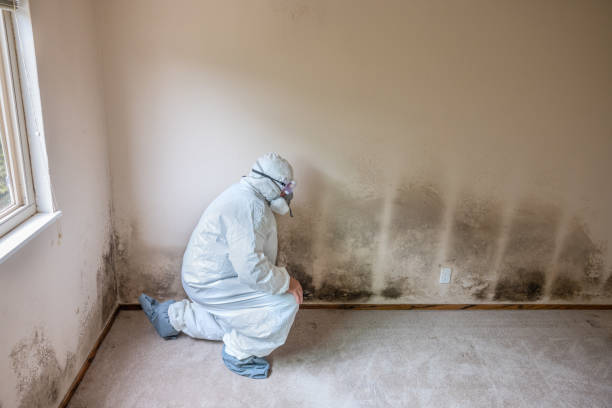 Best Mold Removal Company Near Me  in Fairbury, IL