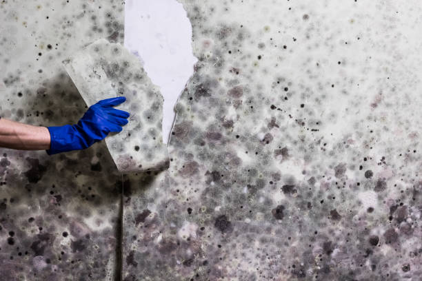 Best Mold Removal Near Me  in Fairbury, IL