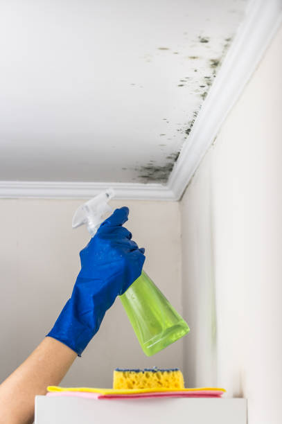 Best Mold Removal Near Me  in Fairbury, IL