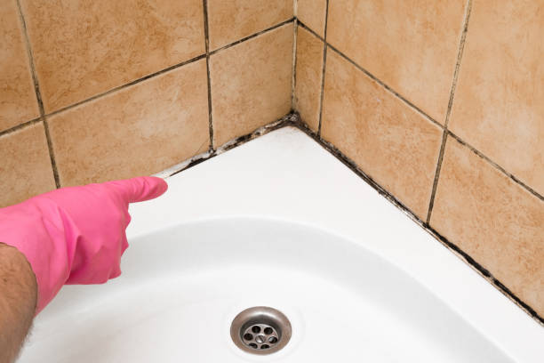 Best Best Mold Removal Companies  in Fairbury, IL