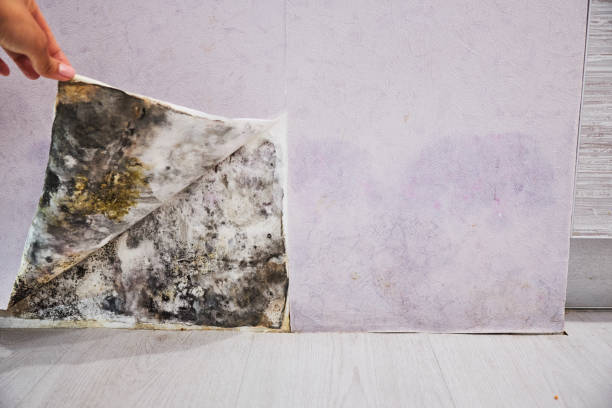 Best Mold Remediation  in Fairbury, IL